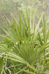 Saw palmetto